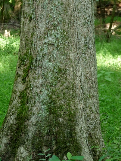 {Quercus lyrata}